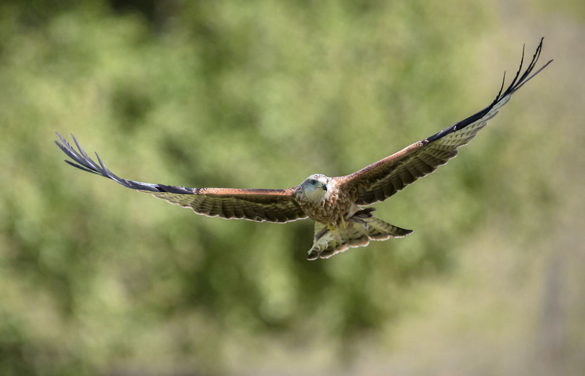 Red Kite Gigrin Farm Geotagged,Milvus milvus,Red kite,Summer,United Kingdom