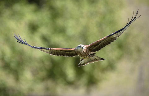 Red Kite Gigrin Farm Geotagged,Milvus milvus,Red kite,Summer,United Kingdom