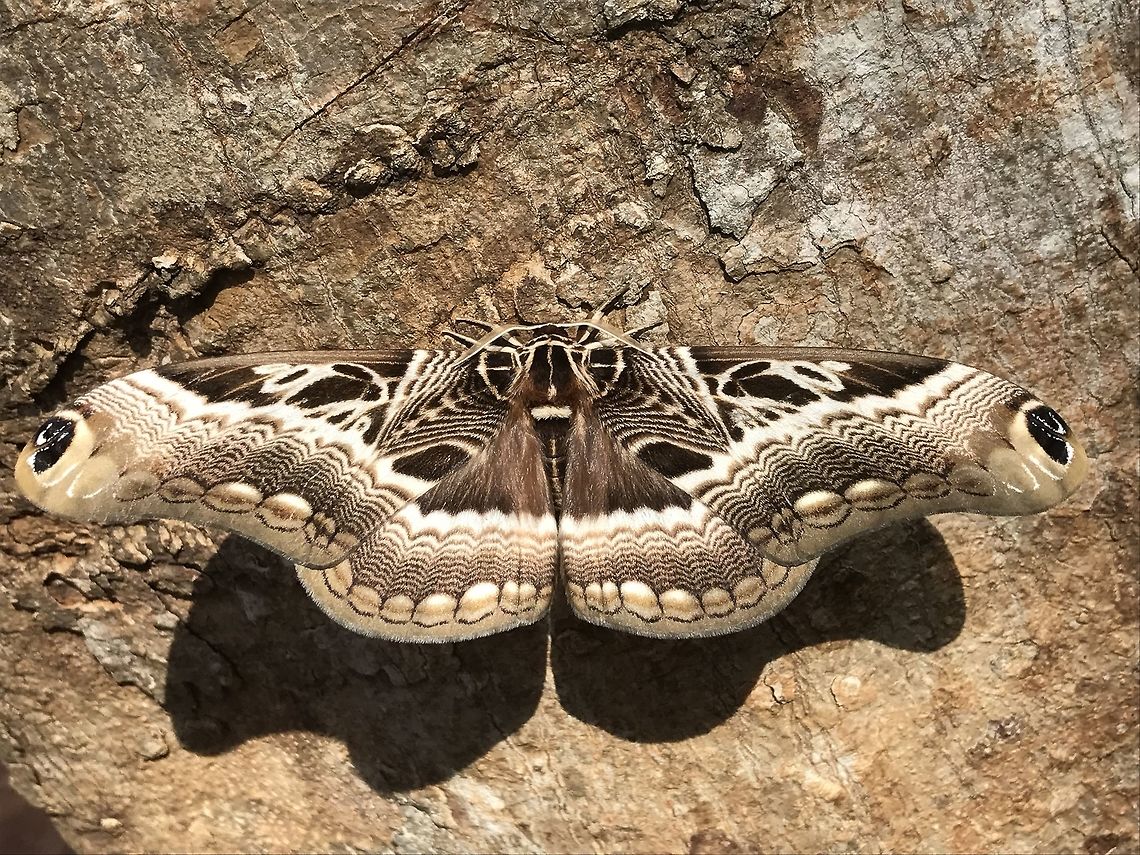 Dactyloceras Lucina Dactyloceras Lucina Côte d'Ivoire,Dactyloceras lucina,Geotagged,Moth Week 2018,Summer