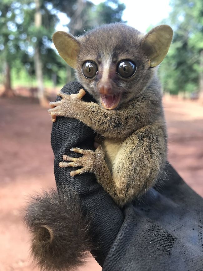 Dwarf Galago Iphonography<br />
Haut Sassandra<br />
Cote d'Ivoire C&ocirc;te d'Ivoire,Fall,Galagoides demidovii,Geotagged,Prince Demidoffs bushbaby