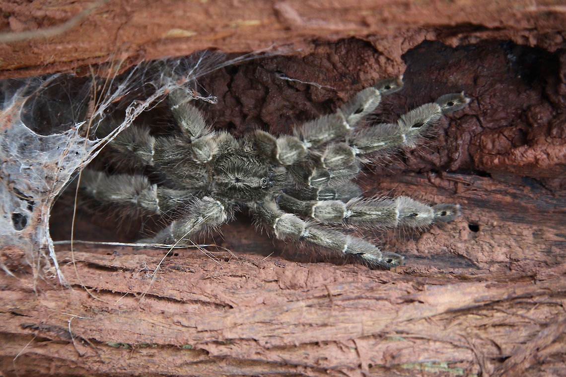 Feather leg baboon tarantula - Bird Spider Stromatopelma calceatum<br />
<br />
Haut-Sassandra<br />
Cote d&#039;Ivoire Africa,Côte d'Ivoire,Feather leg baboon tarantula,Featherleg baboon,Geotagged,Haut-Sassandra,Ivory Coast,Stromatopelma calceatum,bird spider
