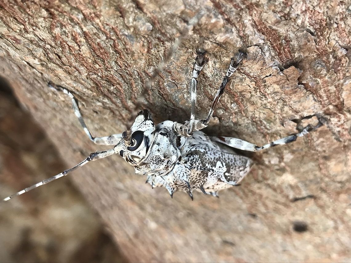 Ancylonotus tribulus Ancylonotus tribulus<br />
<br />
Cote d&rsquo;ivoire  Ancylonotus tribulus,C&ocirc;te d'Ivoire,Geotagged