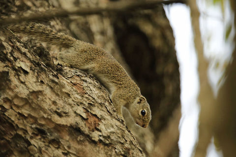 Gambian Sun Squirrel Gambian Sun Squirrel

Ivory Coast

Africa C&ocirc;te d'Ivoire,Gambian sun squirrel,Geotagged,Heliosciurus gambianus,Winter