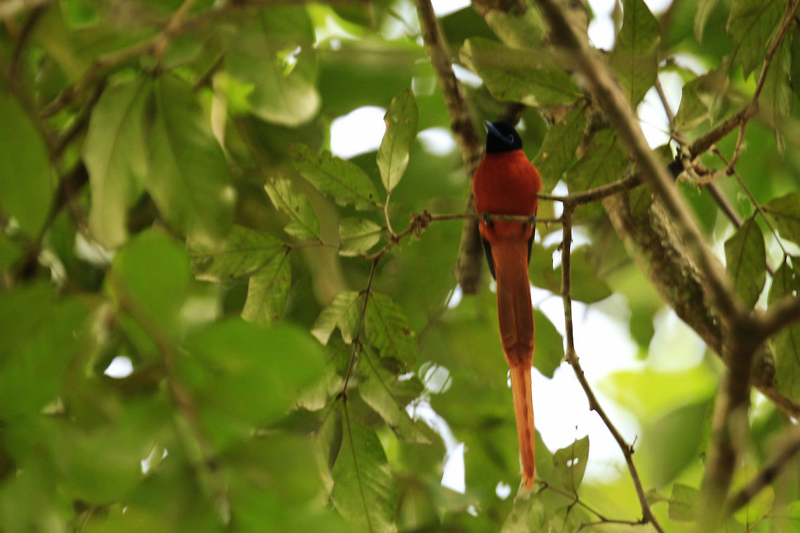 Red-bellied Paradise Flycatcher <br />
Terpsiphone rufiventer <br />
<br />
 Tchitrec &agrave; ventre roux C&ocirc;te d'Ivoire,Geotagged,Red-bellied paradise flycatcher,Terpsiphone rufiventer