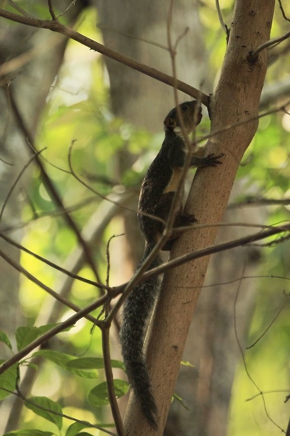 Forest Giant Squirrel  Protoxerus stangeri C&ocirc;te d'Ivoire,Geotagged,Protoxerus stangeri