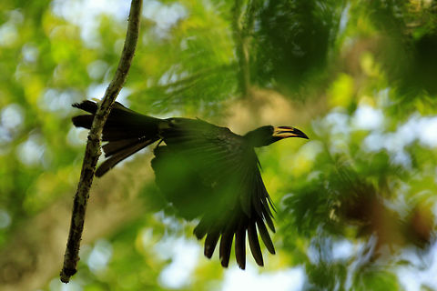 The African pied hornbill The African pied hornbill 
 ''Tockus fasciatus' African pied hornbill,Côte d'Ivoire,Geotagged,Tockus fasciatus
