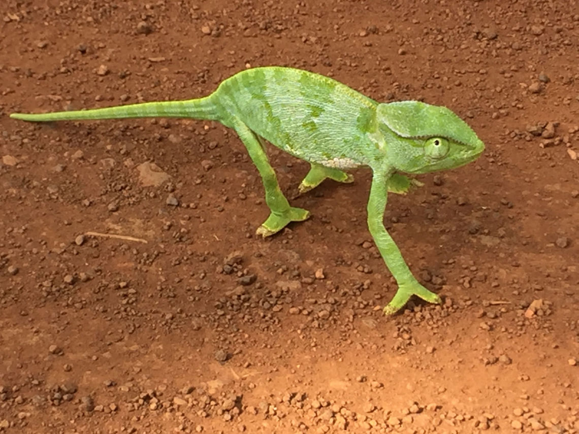 Chamaeleo Gracilis Gracilis C&ocirc;te d&rsquo;Ivoire <br />
Africa Chamaeleo gracilis,C&ocirc;te d'Ivoire,Geotagged,Graceful chameleon