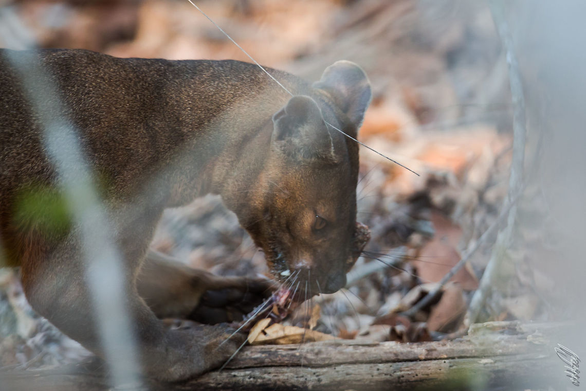 Fossa  Cryptoprocta ferox,Fossa,Geotagged,Madagascar,Spring