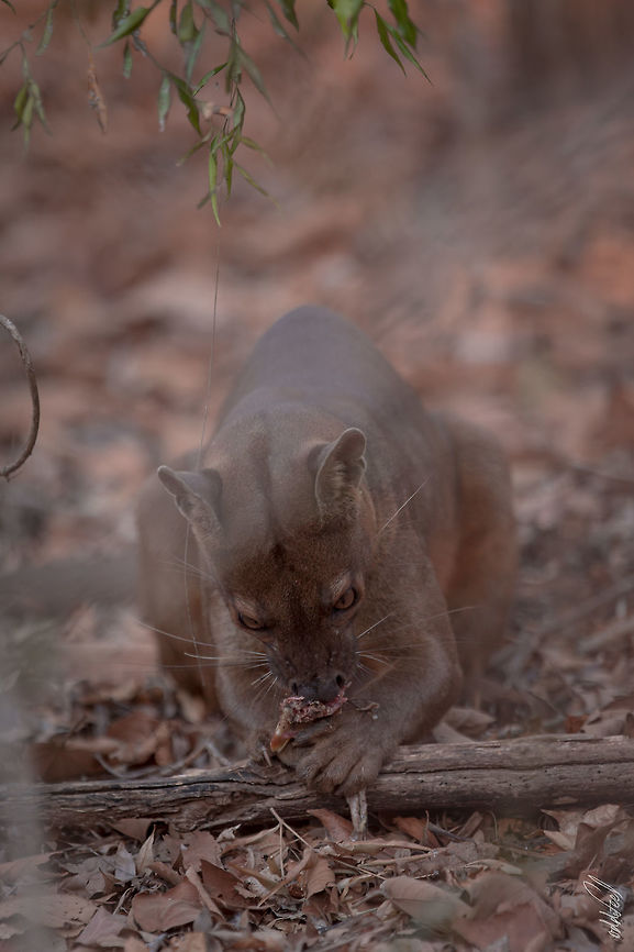 Fossa  Cryptoprocta ferox,Fossa,Geotagged,Madagascar,Spring