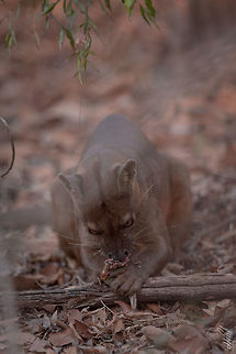 Fossa  Cryptoprocta ferox,Fossa,Geotagged,Madagascar,Spring