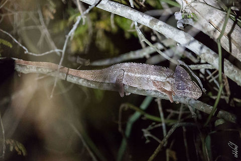 Furcifer oustaleti  Furcifer oustaleti,Geotagged,Madagascar,Malagasy Giant Chameleon,Spring