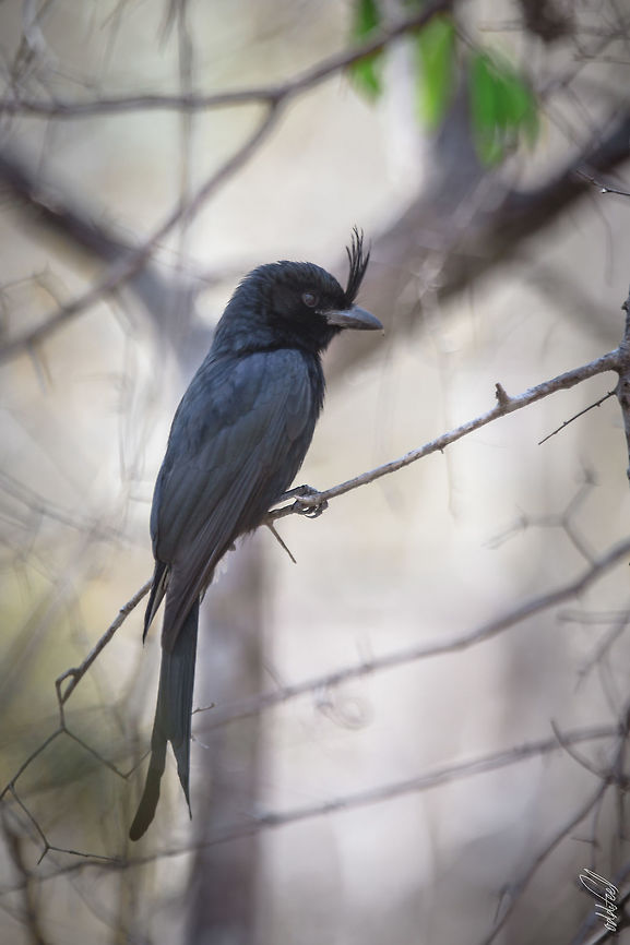 Dicrurus forficatus  Crested drongo,Dicrurus forficatus,Geotagged,Madagascar,Spring