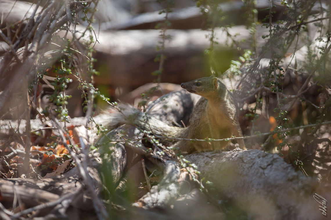 Mungotictis decemlineata  Geotagged,Madagascar,Mungotictis decemlineata,Narrow-striped Mongoose,Spring