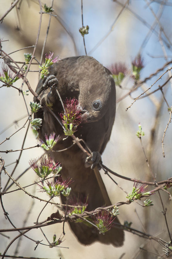 Coracopsis nigra  Coracopsis nigra,Geotagged,Lesser Vasa Parrot,Madagascar,Spring