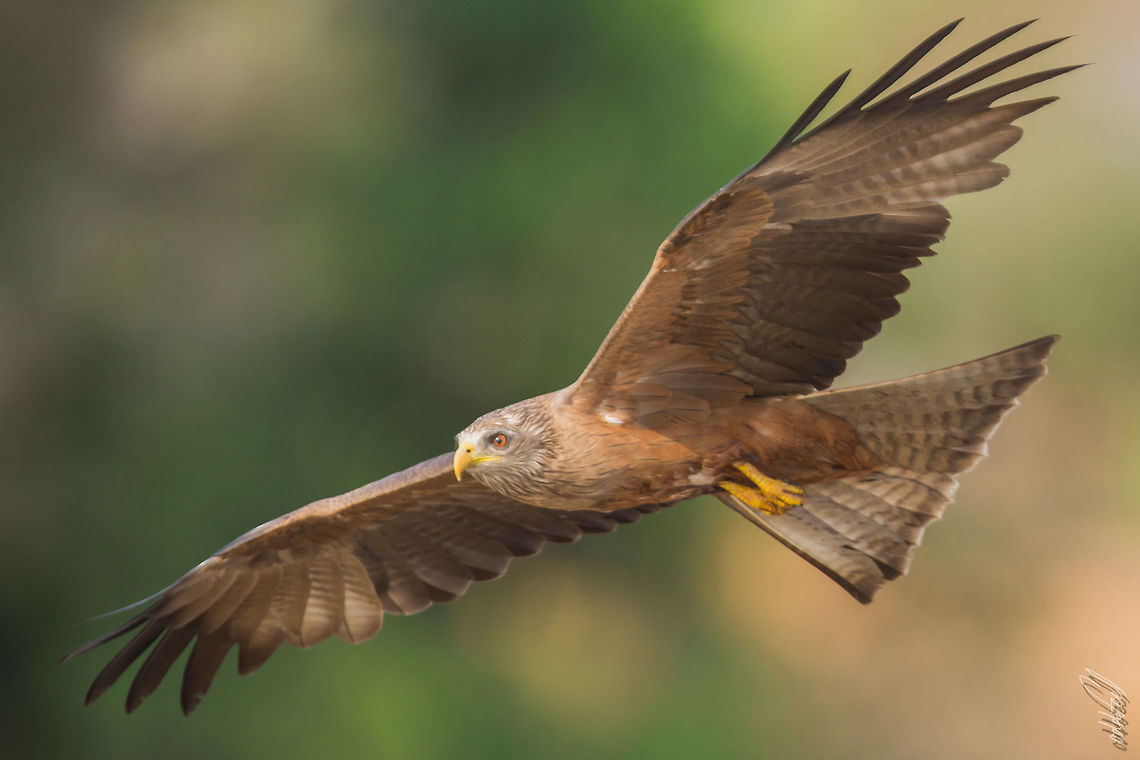 Milan &agrave; bec jaune  Milvus migrans parasitus  - Yellow-billed Kite Black kite,Geotagged,Madagascar,Milvus migrans parasitus,Spring,Yellow-billed Kite