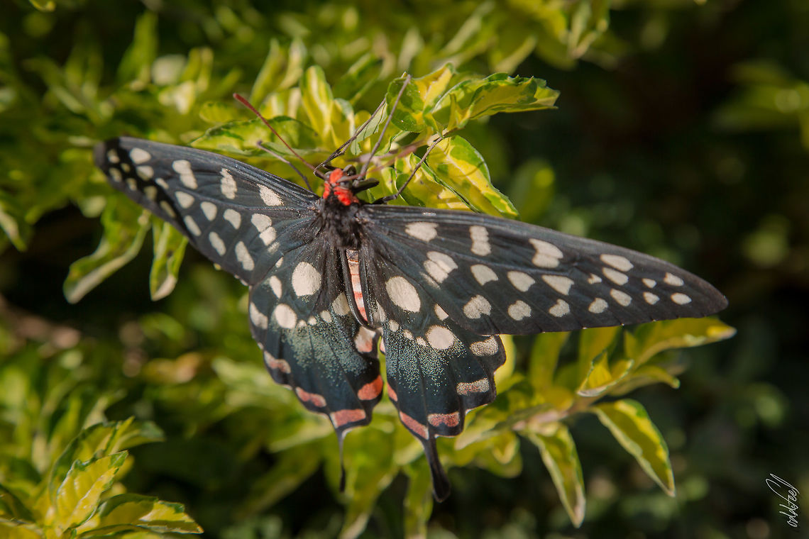 Pharmacophagus antenor  Geotagged,Madagascar,Madagascar giant swallowtail,Pharmacophagus antenor,Spring