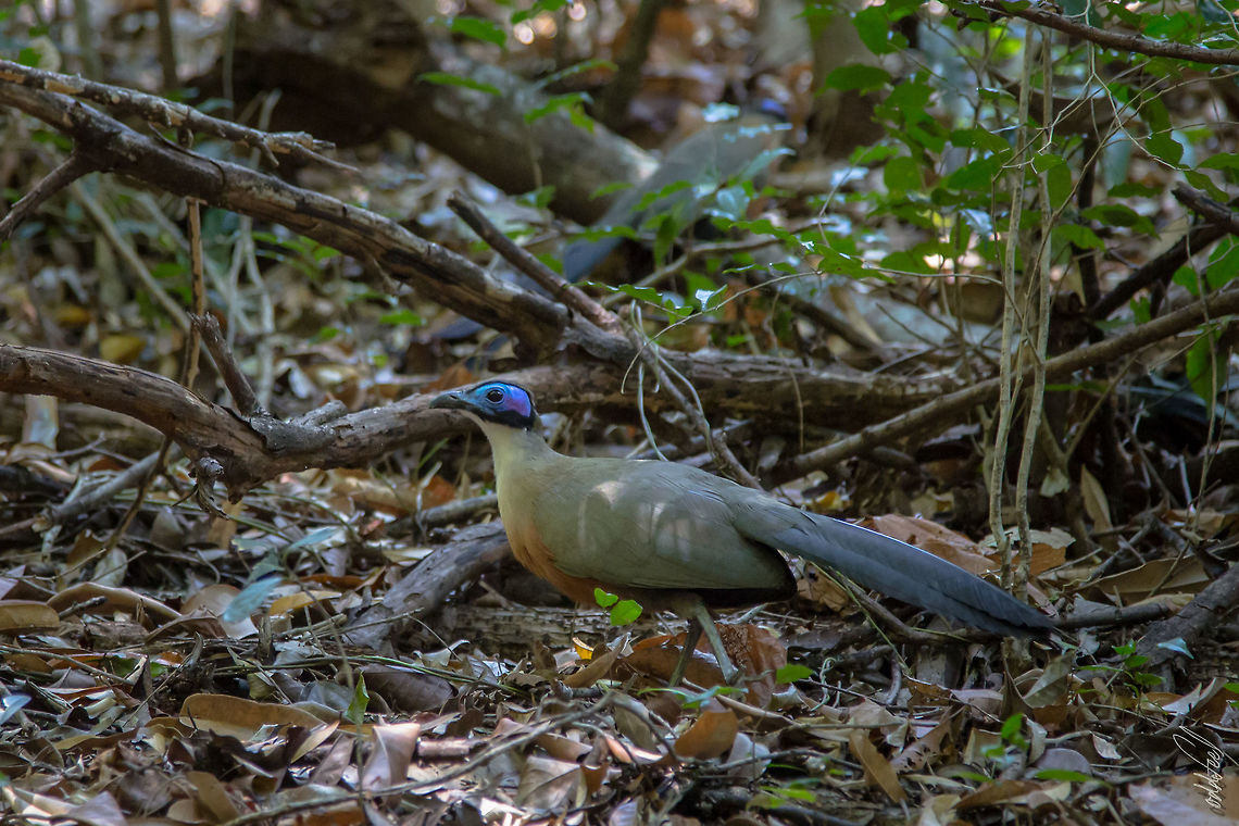 Giant Coua Coua g&eacute;ant<br />
Coua gigas - Giant Coua Coua gigas,Geotagged,Giant Coua,Madagascar,Spring