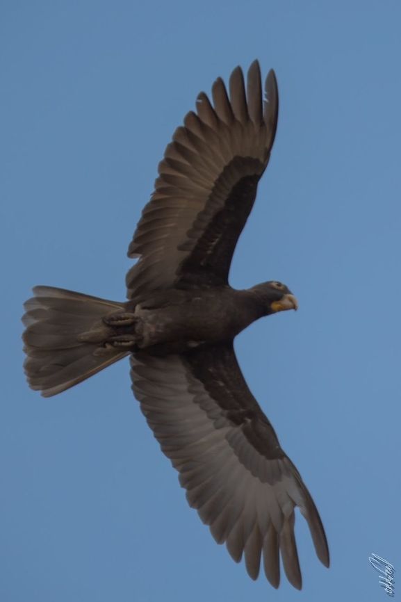 Greater Vasa Parrot Perroquet vaza<br />
Coracopsis vasa - Greater Vasa Parrot Coracopsis vasa,Geotagged,Greater Vasa Parrot,Madagascar