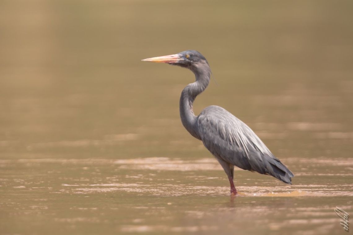 Humblot's Heron H&eacute;ron de Humblot<br />
Ardea humbloti <br />
Humblot&#039;s Heron Ardea humbloti,Geotagged,Humblot's heron,Madagascar