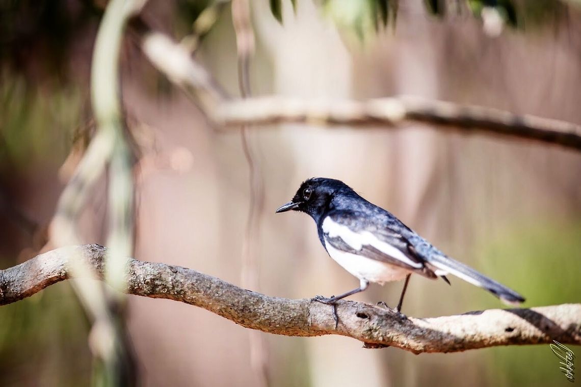 Shama Shama de Madagascar<br />
Copsychus albospecularis<br />
Madagascan Magpie-Robin Copsychus albospecularis,Geotagged,Madagascar,Madagascar Magpie-Robin