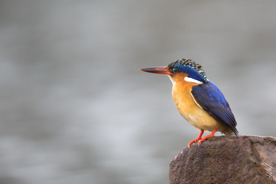 Malagasy Kingfisher Martin-p&ecirc;cheur vintsi<br />
Corythornis vintsioides - Malagasy Kingfisher Alcedo vintsioides,Corythornis vintsioides,Geotagged,Madagascar,Malagasy Kingfisher,Malagasy kingfisher,Spring