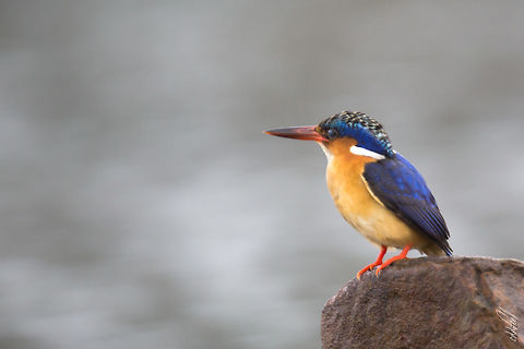 Malagasy Kingfisher Martin-p&ecirc;cheur vintsi
Corythornis vintsioides - Malagasy Kingfisher Alcedo vintsioides,Corythornis vintsioides,Geotagged,Madagascar,Malagasy Kingfisher,Malagasy kingfisher,Spring