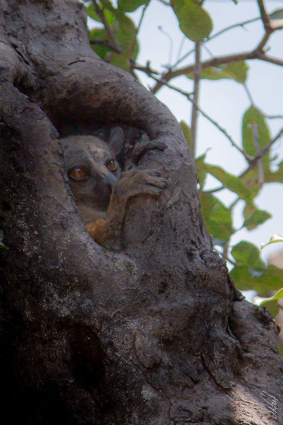 Randrianasolo's Sportive <br />
Randrianasolo's Sportive Lemur<br />
Lepilemur randrianasoloi<br />
 Geotagged,Lepilemur randrianasoloi,Madagascar,Randrianasolos sportive lemur,Spring