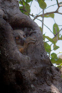 Randrianasolo's Sportive 
Randrianasolo's Sportive Lemur
Lepilemur randrianasoloi
 Geotagged,Lepilemur randrianasoloi,Madagascar,Randrianasolos sportive lemur,Spring