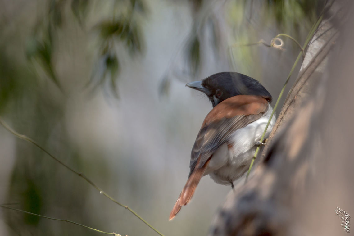 Rufous Vanga Schetb&eacute; roux<br />
Schetba rufa - Rufous Vanga Geotagged,Madagascar,Rufous vanga,Schetba rufa,Spring