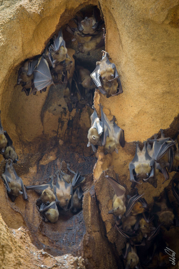 Madagascan Fruit Bat  Eidolon dupreanum Eidolon dupreanum,Geotagged,Madagascan fruit bat,Madagascar,Spring
