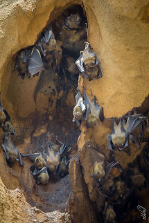 Madagascan fruit bat