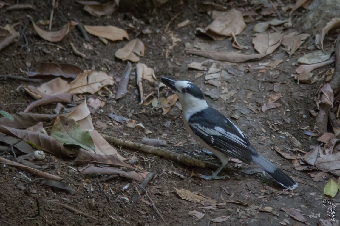 Hook-billed Vanga Vanga &eacute;corcheur<br />
Vanga curvirostris - Hook-billed Vanga Geotagged,Hook-billed Vanga,Madagascar,Spring,Vanga curvirostris