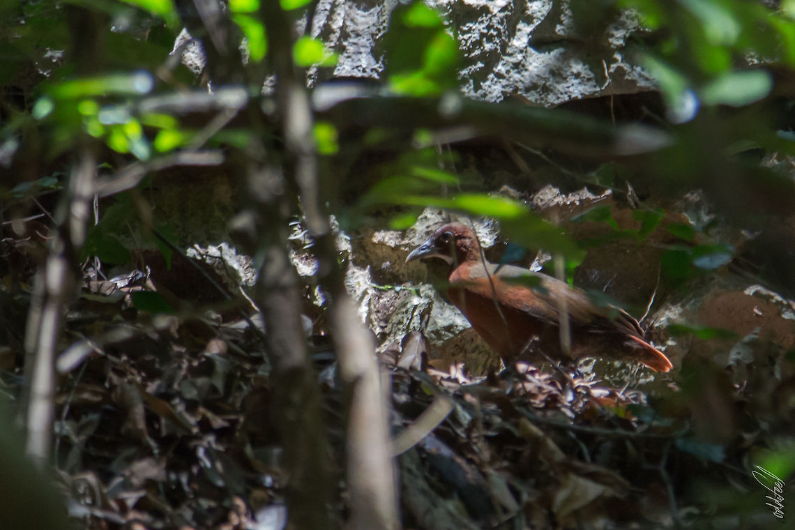 Tsingy Wood Rail R&acirc;le des Tsingy<br />
Canirallus beankaensis - Tsingy Wood Rail Canirallus beankaensis,Geotagged,Madagascar,Spring,Tsingy wood rail