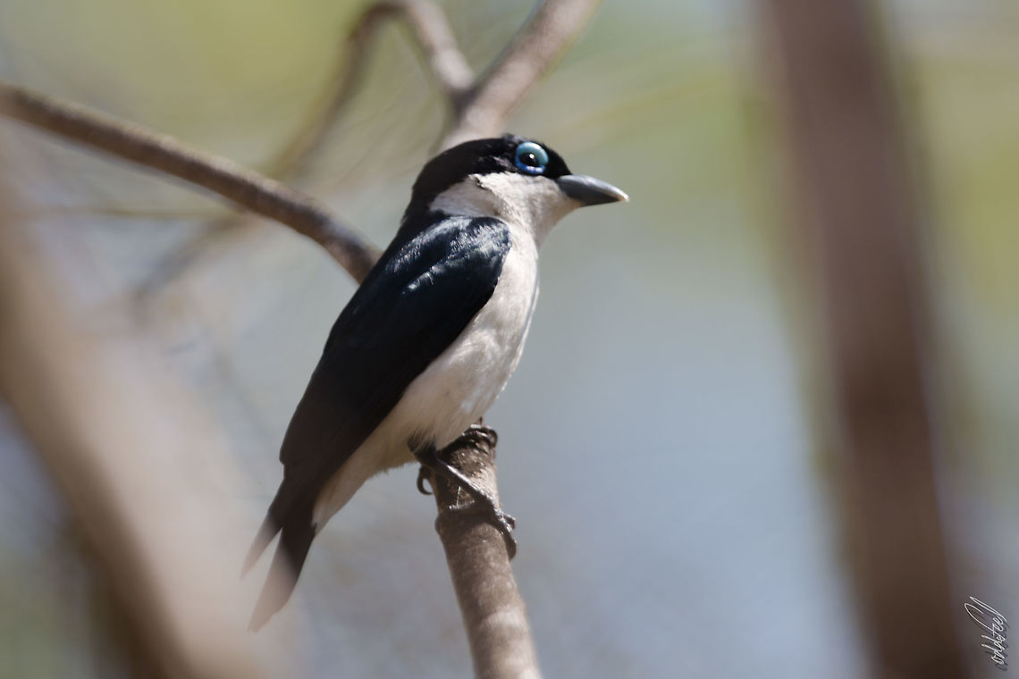 Chabert Vanga Chabert Vanga Leptopterus chabert<br />
 Chabert Vanga,Geotagged,Leptopterus chabert,Madagascar,Spring