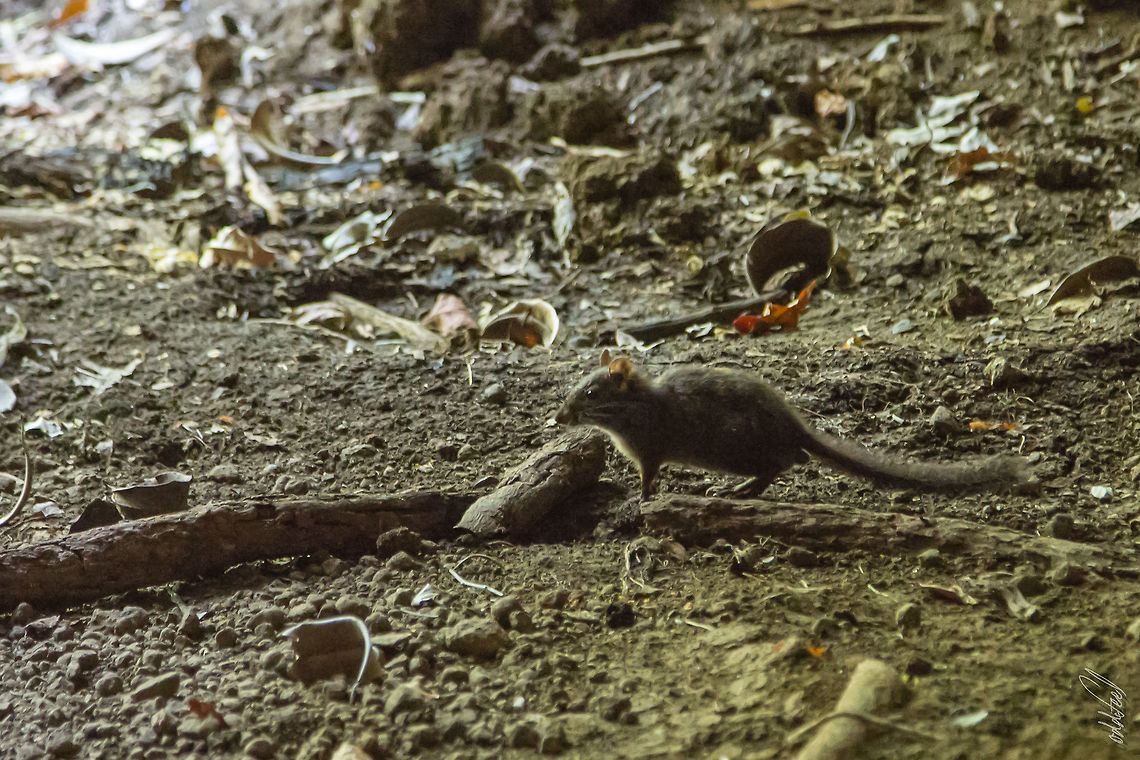 Nesomys lambertoni Western Nesomys<br />
Nesomys lambertoni Geotagged,Madagascar,Nesomys lambertoni,Spring,Western nesomys