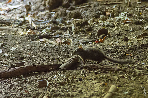 Nesomys lambertoni Western Nesomys
Nesomys lambertoni Geotagged,Madagascar,Nesomys lambertoni,Spring,Western nesomys