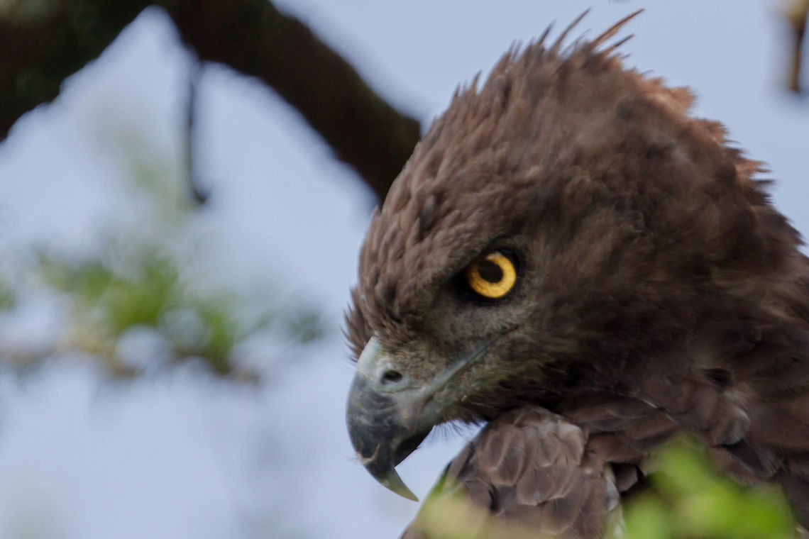 Details Martial Eagle<br />
<br />
Kenya Geotagged,Kenya,Martial Eagle,Polemaetus bellicosus,Spring
