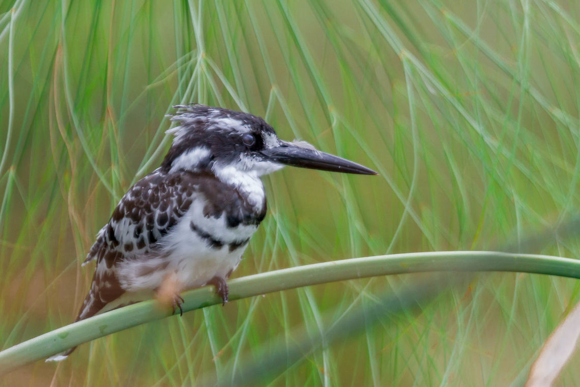 Alcyon Pie Kenya Ceryle rudis,Geotagged,Kenya,Pied Kingfisher,Spring