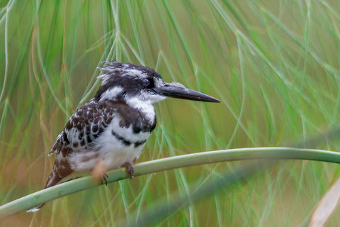 Alcyon Pie Kenya Ceryle rudis,Geotagged,Kenya,Pied Kingfisher,Spring