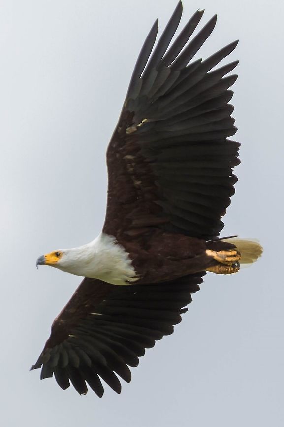 Flying Kenya African fish eagle,Geotagged,Haliaeetus vocifer,Kenya,Spring