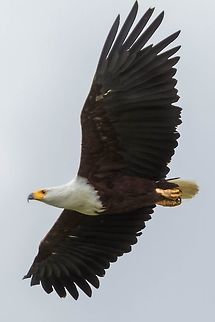 Flying Kenya African fish eagle,Geotagged,Haliaeetus vocifer,Kenya,Spring