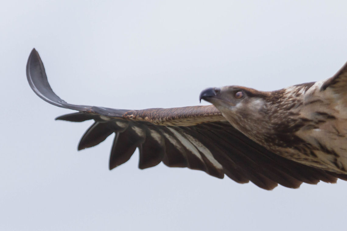 Too close African Fish Eagle juvenile<br />
<br />
Kenya  African fish eagle,Geotagged,Haliaeetus vocifer,Kenya,Spring