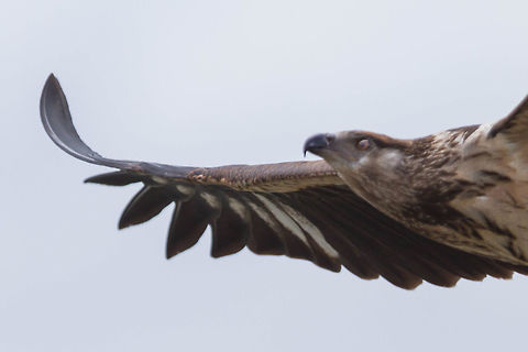 Too close African Fish Eagle juvenile

Kenya  African fish eagle,Geotagged,Haliaeetus vocifer,Kenya,Spring