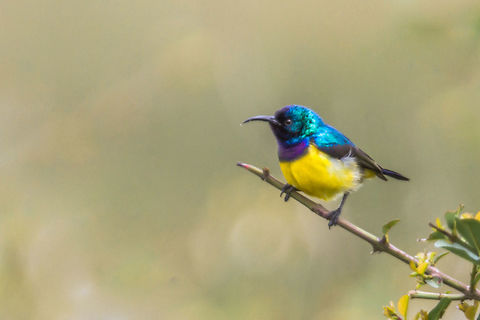 Souimanga &agrave; collier 
Hedydipna collaris - Collared Sunbird Collared Sunbird,Geotagged,Hedydipna collaris,Kenya,Spring