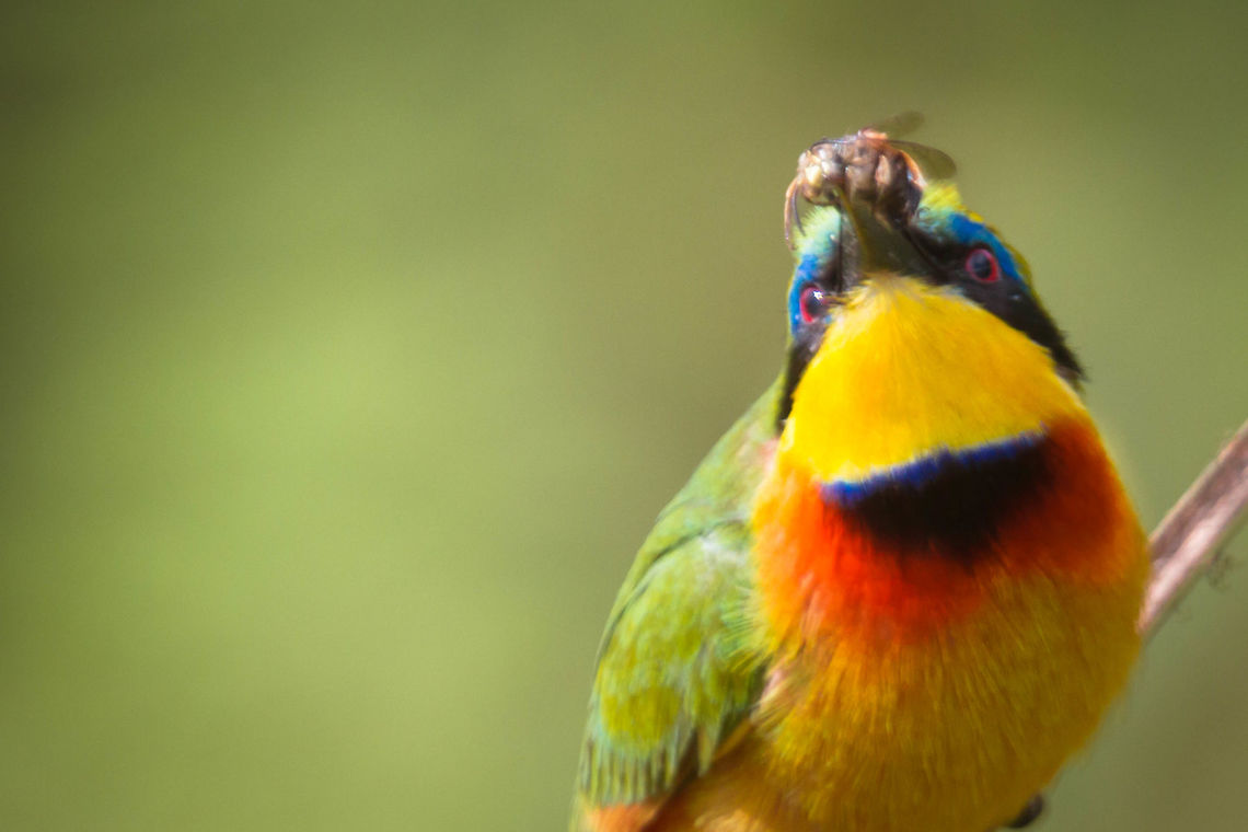 Gu&ecirc;pier &agrave; collier bleu Merops variegatus - Blue-breasted Bee-eater Blue-breasted bee-eater,Geotagged,Kenya,Merops variegatus,Spring