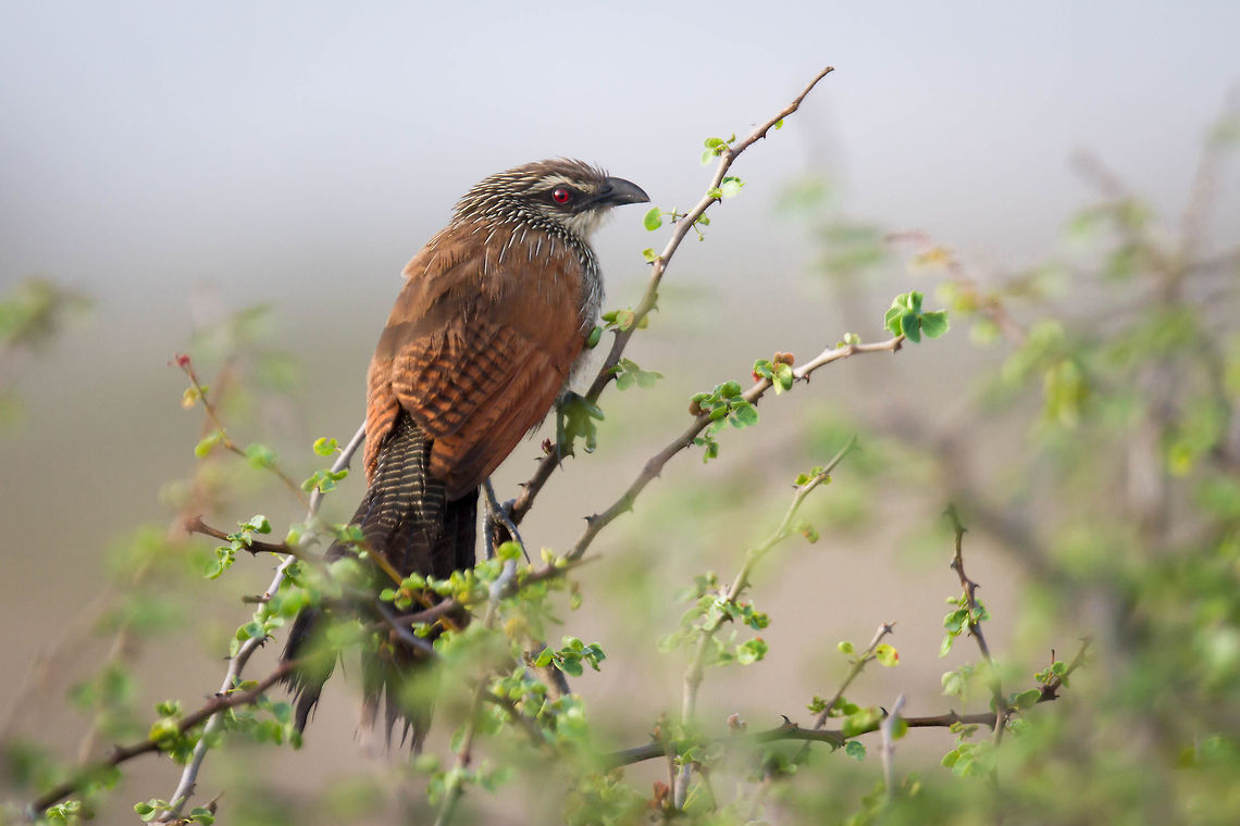 Coucal à sourcils blancs <br />
Centropus superciliosus<br />
<br />
White-browed Coucal Centropus superciliosus,Geotagged,Kenya,Spring,White-browed coucal