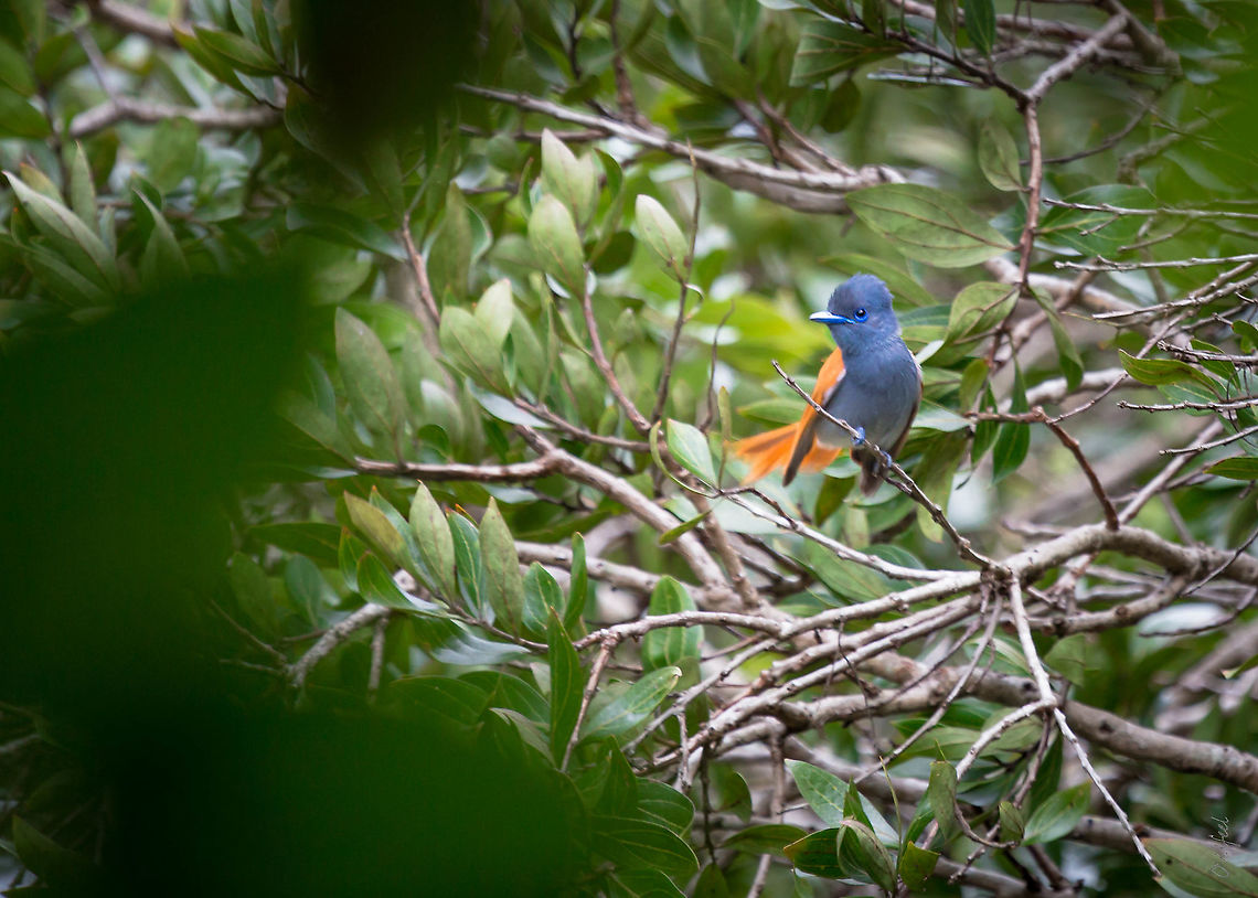 Bates's Paradise Flycatcher <br />
Terpsiphone batesi - Tchitrec de Bates<br />
<br />
Democratic Republic of the Congo Batess paradise flycatcher,Democratic Republic of the Congo,Geotagged,Summer,Terpsiphone batesi