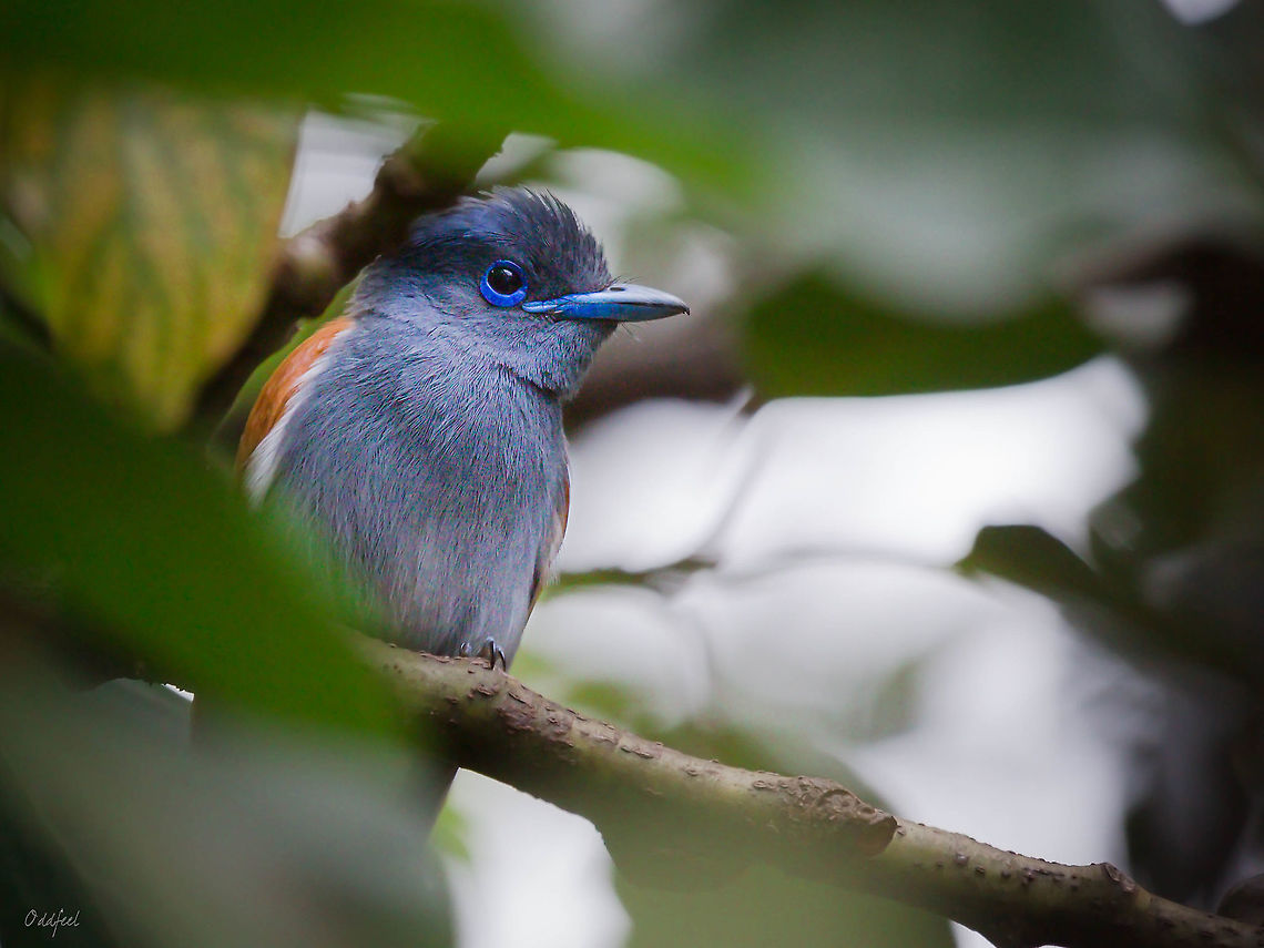 Closer Bates's paradise flycatcher  Batess paradise flycatcher,Congo,DRC,Democratic Republic of the Congo,Geotagged,Kisanfu,Summer,Terpsiphone batesi,bird