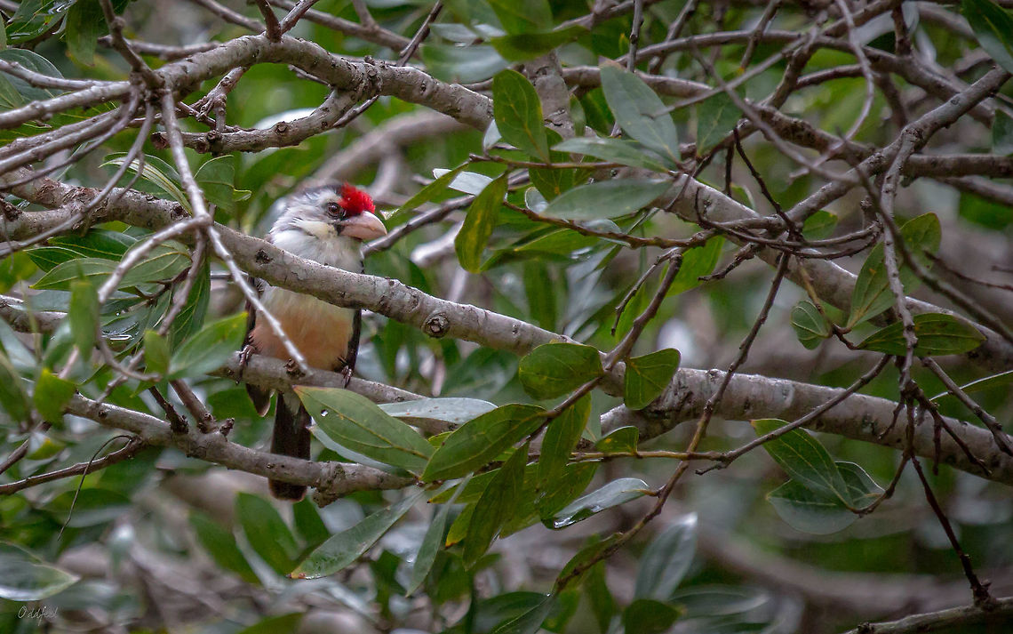 Barbican de Levaillant <br />
Lybius minor - Black-backed Barbet Black-backed barbet,Congo,DRC,Democratic Republic of the Congo,Geotagged,Kisanfu,Lybius minor,Summer,bird