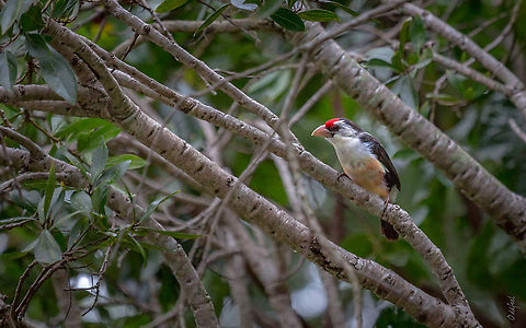 Barbican de Levaillant Barbican de Levaillant
Lybius minor - Black-backed Barbet Black-backed barbet,Congo,DRC,Democratic Republic of the Congo,Geotagged,Kisanfu,Lybius minor,Summer,bird